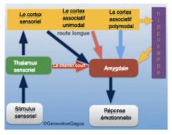 Gestion des émotions Les deux chemins du traitement des stimuli sensoriels dans le cerveau